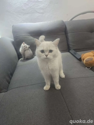 Brittisch kurzhaar katze 