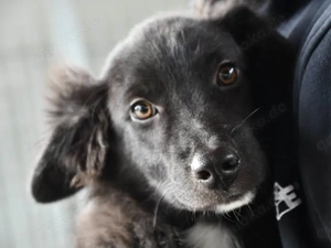 Nuccio sucht sein Zuhause (noch auf Sardinien)