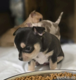 Chihuahua Welpe kurzhaar Rüde bunt