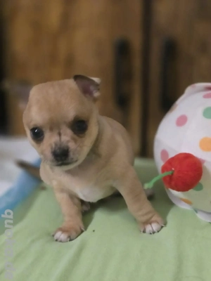 Chihuahua Welpe kurzhaar Rüde Beige m Schwarzen Flecken 