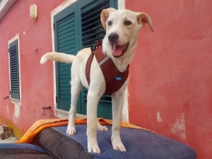 Baran sucht sein Zuhause (noch auf Sardinien)