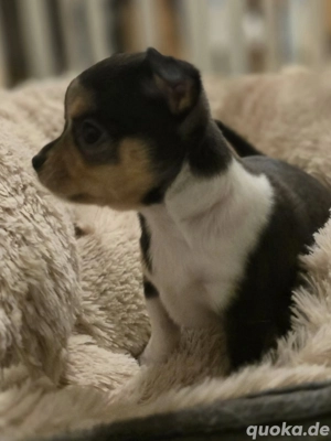 Chihuahua Welpe Weibchen kurzhaar 