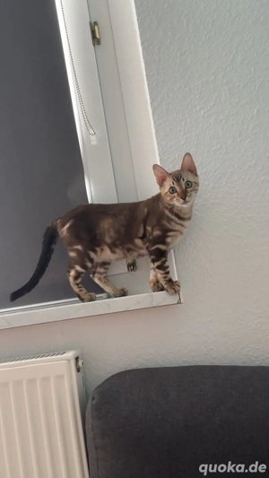 Reinrassiger Bengal-Kater (Sepia Marble), 3 Monate alt