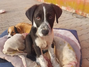 Paolino sucht sein Zuhause