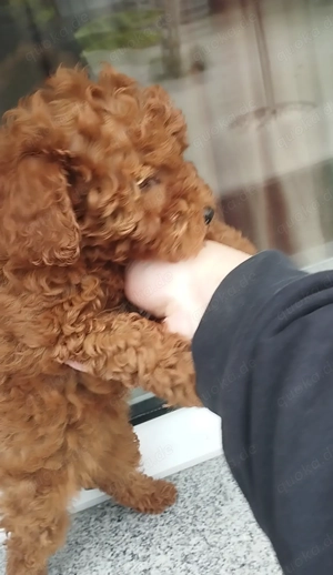 Toypudel Reinrassig!