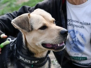 Cilocco sucht sein Zuhause (noch auf Sardinien)