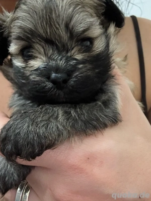 welpen pomarania zwergpudel