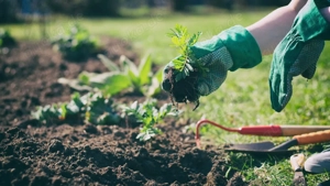 Gartenarbeit, Aushilfe