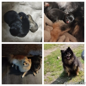Pomeranian Welpen mit Zubehör 