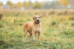 Blind und Taub sucht Pryanik seine Familie