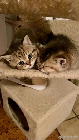 BKH Kitten mit Stammbaum 