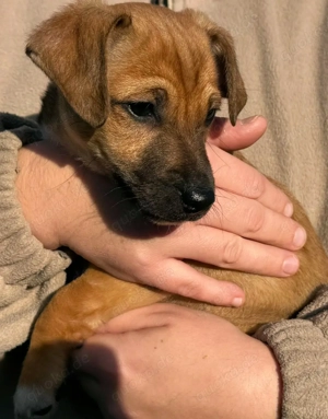 Jack Russel Mix Welpen 