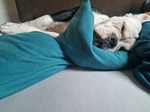 Old english bulldog 2Jahre