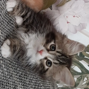 Sehr vermuste Sibirische Katerchen  Bild 3