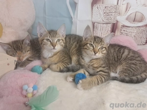 ABGABEBEREIT Kitten Kätzchen Babykatzen Hauskatze Katze Kater 