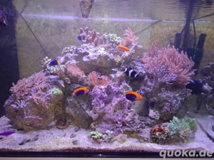 Meerwasser Auflösung 