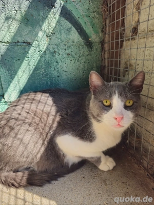 Katze Kater Tierschutz Silver bester Kater 