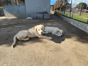 Qui sucht sein Zuhause (noch auf Sardinien) Bild 3