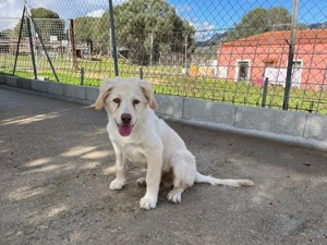 Qui sucht sein Zuhause (noch auf Sardinien)