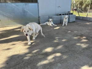 Qui sucht sein Zuhause (noch auf Sardinien) Bild 2