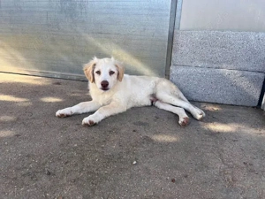 Quo sucht sein Zuhause (noch auf Sardinien)