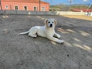 Qua sucht ihr Zuhause (noch auf Sardinien)