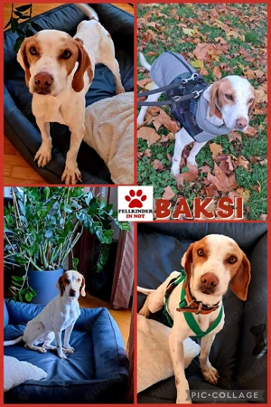 Baksi   Benni Traumhund Bracke Mischling Rüde sucht Zuhause für immer