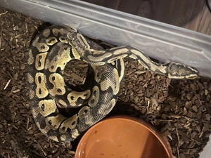 Königspython pastel het Axanthic Tsk clown 1.0