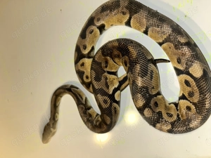 Königspython pastel het Axanthic Tsk clown 1.0 Bild 2