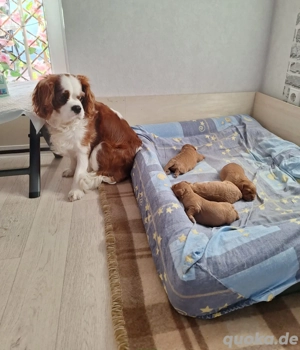 Wunderschöne Cavapoo Welpen in verschiedenen Farben 