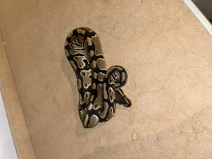 Königspython dh clown pied 1.0