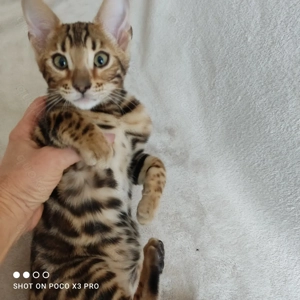 Wunderschönes Bengal Mädchen mit Stammbaum. 