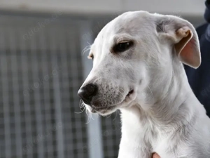 Pippa sucht ihr Zuhause