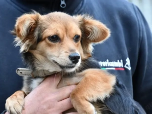 Piccola sucht ihr Zuhause (noch auf Sardinien)