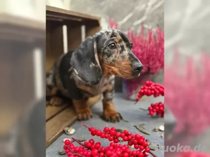 Dackelwelpen, Zwergdackelwelpen