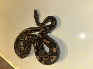 Königspython Special 66% het pied 