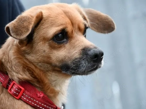 Lollo sucht sein Zuhause