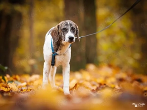 Dario sucht sein Zuhause