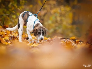 Dario sucht sein Zuhause Bild 2