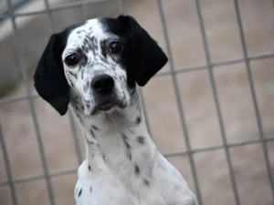 Osella sucht ihr Zuhause (noch auf Sardinien)