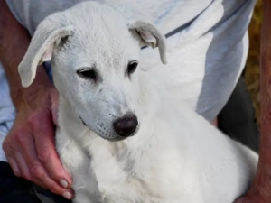 Dalia sucht ihr Zuhause (noch auf Sardinien)