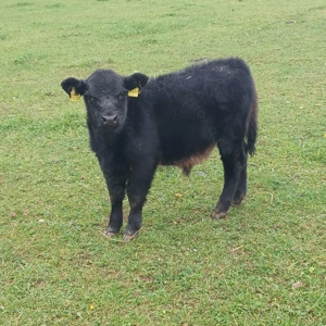 Bullenkalb Lowline Angus Kreuzung Bild 2