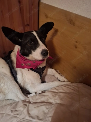 Liebevolles Flöckchen sucht ruhiges Zuhause 