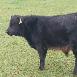 Bullenkalb Lowline Angus Kreuzung Bild 4