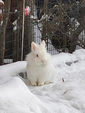Löwenköpfchen, weiß, männlich, kastriert, 5 Jahre alt