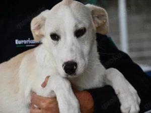 Pippino sucht sein Zuhause