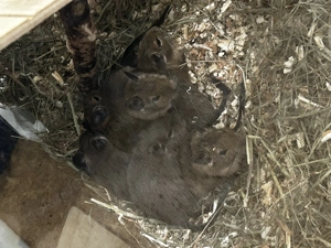 Degus zu verkaufen  Bild 2