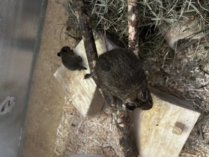 Degus zu verkaufen  Bild 3
