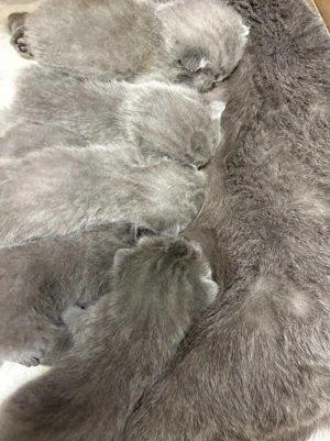 Süße bkh blau, grau, lilac Bild 2