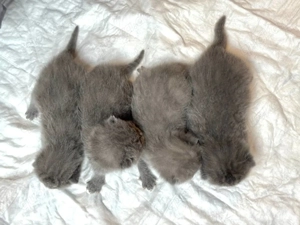 Süße bkh blau, grau, lilac Bild 3